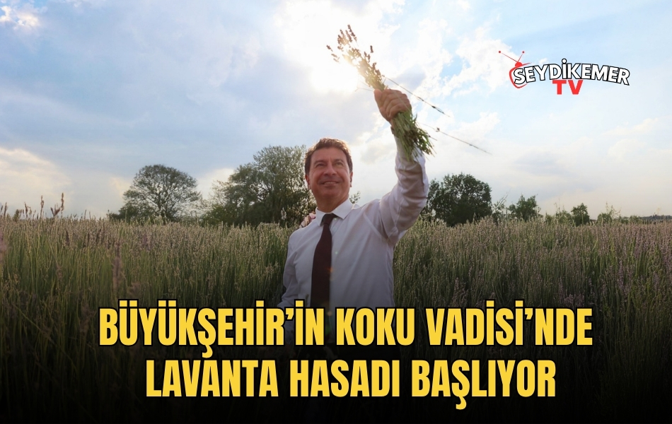 Büyükşehir’in Koku Vadisi’nde Lavanta Hasadı Başlıyor