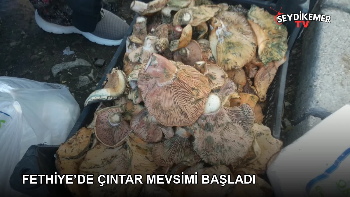 Haber Resmi